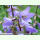 Campanula trachelium - Nesselblättrige Glockenblume (Bio-Saatgut)