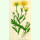 Chrysanthemum segetum - Saat-Wucherblume (Bio-Saatgut)
