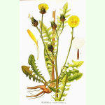 Crepis biennis Wildform - Wiesenpippau (Bio-Saatgut)