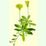 Hieracium pilosella - Kleines Habichtskraut (Bio-Saatgut)