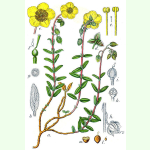 Helianthemum nummularium - Gelbes Sonnenröschen (Bio-Saatgut)