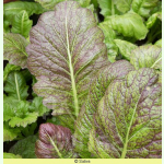 Asia-Gemüse Purple Osaka - Blattsenf (Bio-Saatgut)
