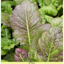 Asia-Gemüse 'Purple Osaka' - Blattsenf (Bio-Saatgut)