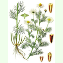 Tripleurospermum inodorum - Geruchlose Kamille (Saatgut)