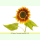 Helianthus annuus Velvet Queen - Sonnenblume (Bio-Saatgut)
