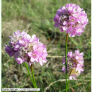 Armeria maritima - Sand-Grasnelke (Bio-Saatgut)