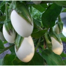 Aubergine White Egg  (Saatgut)