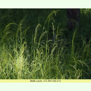 Poa palustris - Sumpf-Rispengras (Saatgut)