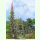 Echium pininana Blauer Turm - Riesen-Natternkopf (Saatgut)