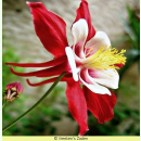 Aquilegia caerulea 'Crimson Star' - Rote langspornige Akelei