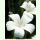Agrostemma githago Snow Queen - Weiße Kornrade (Saatgut)