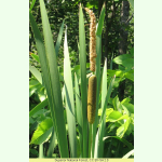Typha angustifolia - Schmalblättriger Rohrkolben (Saatgut)