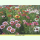 Chrysanthemum carinatum Frohe Mischung - Bunte Margerite (Bio-Saatgut)