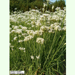 Allium tuberosum - Schnittknoblauch (Bio-Jungpflanze)