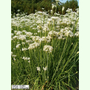 Allium tuberosum - Schnittknoblauch (Bio-Jungpflanze)