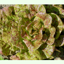 Salat Forellenschluß - Kopfsalat (Bio-Saatgut)