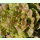 Salat Forellenschluß - Kopfsalat (Bio-Saatgut)