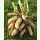 Smallanthus sonchifolius White - Yacon (Bio-Jungpflanze)