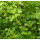 Oxalis tuberosa Tubered - Knolliger Sauerklee (Bio-Jungpflanze)