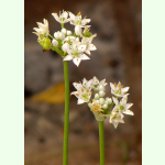 Allium ramosum - Chinesischer Lauch (Bio-Saatgut)