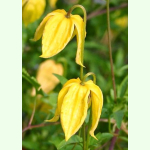 Clematis tangutica Radar Love - Waldrebe (Saatgut)