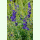 Scutellaria baicalensis - Chinesisches Helmkraut (Bio-Saatgut)