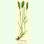 Anthoxanthum odoratum - Ruchgras (Bio-Saatgut)