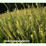 Teucrium scorodonia - Salbeigamander (Bio-Saatgut)