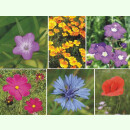 SET Blühender Sommer: Sechs Sommerblumen