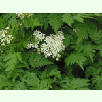 Anthriscus cerefolium Fijne Krul - Kerbel (Saatgut)