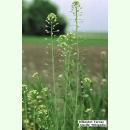 Camelina sativa Zuzana - Leindotter (Saatgut)