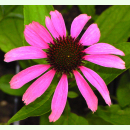Echinacea purpurea - Roter Sonnenhut (Saatgut)