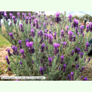 Lavandula stoechas ssp. luisieri - Iberischer Lavendel...