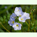 Polemonium caeruleum - Blaue Himmelsleiter (Bio-Saatgut)