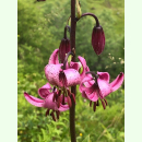 Lilium martagon Türkenbundlilie (Saatgut)