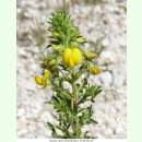 Ononis natrix - Gelbe Hauhechel (Saatgut)
