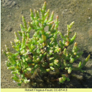Salicornia - Queller-Mischung (Saatgut)