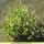 Salicornia - Queller-Mischung (Saatgut)