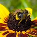 Rudbeckia hirta Herbstwald - Schwarzäugige Rudbeckie...