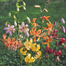 Lilium martagon Painted Ladies Türkenbundlilie (Saatgut)