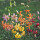Lilium martagon Painted Ladies Türkenbundlilie (Saatgut)
