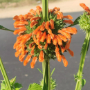 Leonotis nepetifolia- Kleines Löwenohr (Saatgut)