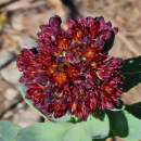 Rhodiola integrifolia ssp. atropurpurea - Rosenwurz...