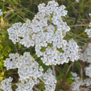Achillea millefolium Proa - Schafgarbe (Saatgut)
