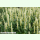 Agastache rugosa f. albiflora - Koreanische Minze (Saatgut)