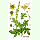 Agrimonia eupatoria - Kleiner Odermennig (Saatgut)
