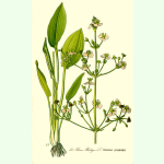 Alisma plantago-aquatica - Gewöhnlicher Froschlöffel (Bio-Saatgut)