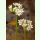 Allium ramosum - Chinesischer Lauch (Saatgut)