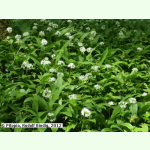 Allium ursinum - Bärlauch (Saatgut)