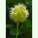 Allium obliquum - Scharfer Gelblauch (Saatgut)